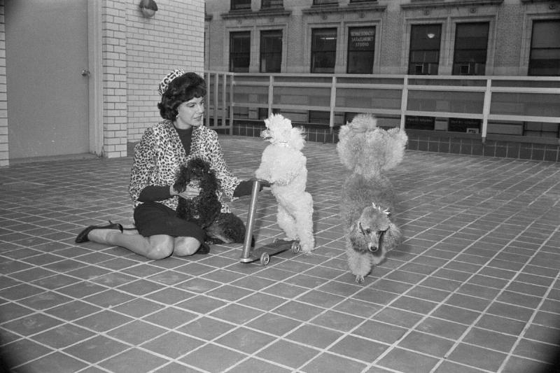 Jacqueline Susann And Her Poodles