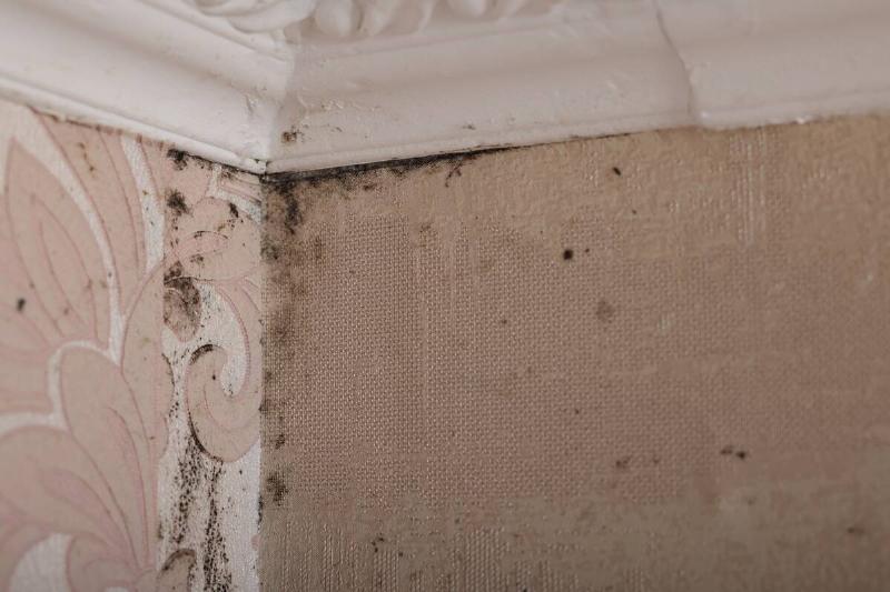 Black mold on walls. 