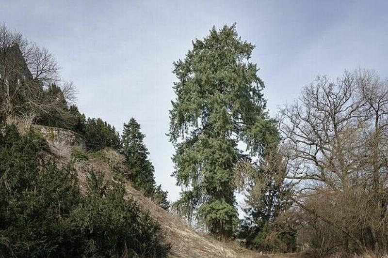 Douglas Fir in the middle of a wooded area