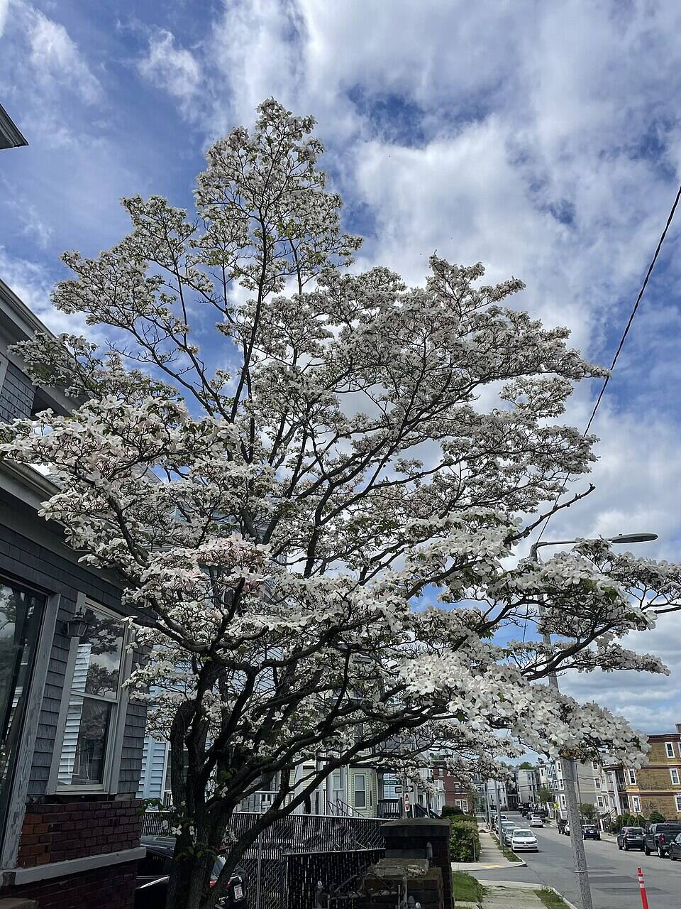 Flowering Dogwood beside a house