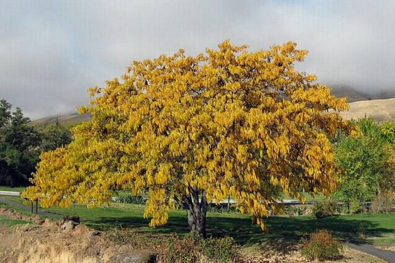 Honeylocust along a trail