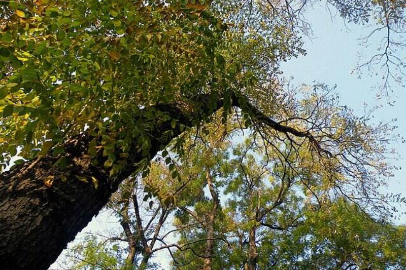Looking up at a Kentucky Coffeetree