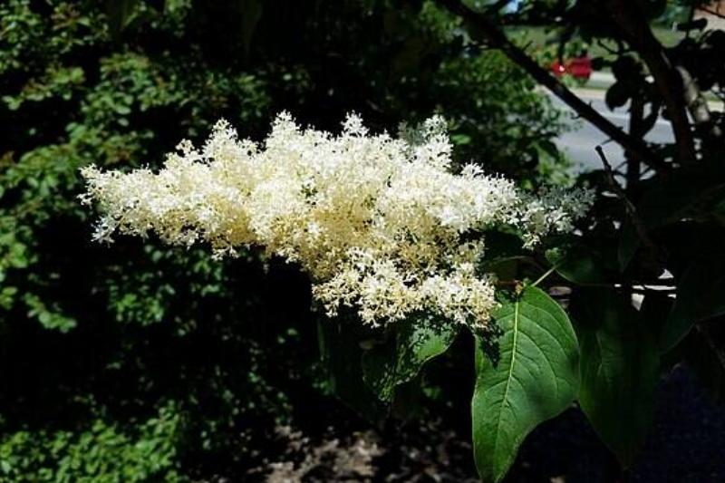 Japanese Tree Lilac between other plants
