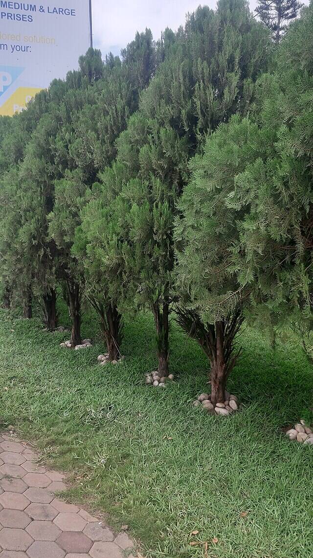 Row of Arborvitae