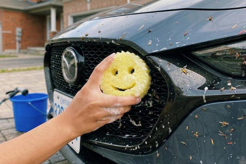 A Scrub Daddy cleaning bugs off a car.