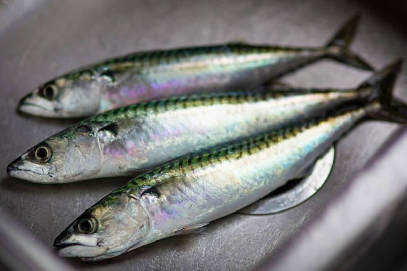 Three sardines in a metal sink