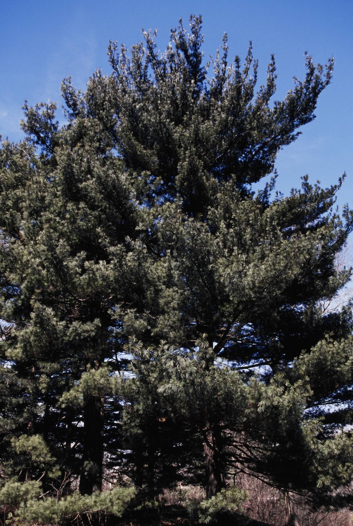 Looking up at an Eastern White Pine