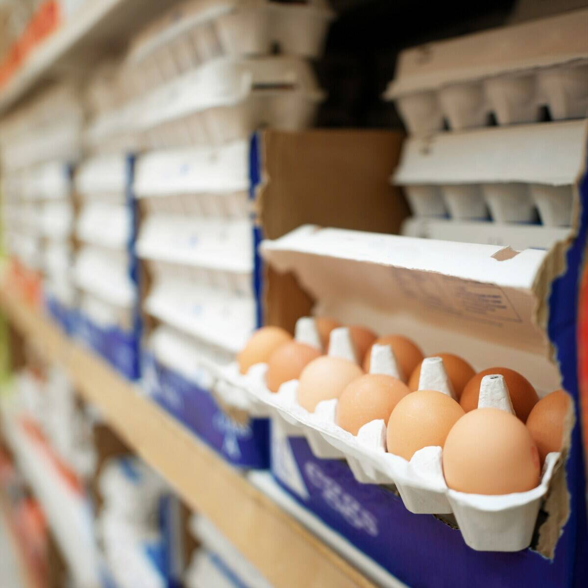 Cartons of eggs on a store shelf