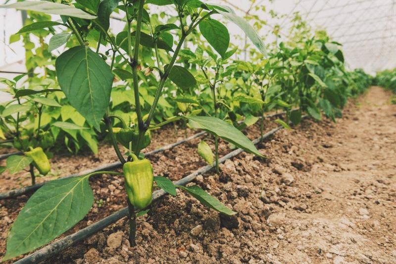 green-peppers-growing-in-a-greenhouse-2024-10-16-14-22-26-utc-85772-scaled