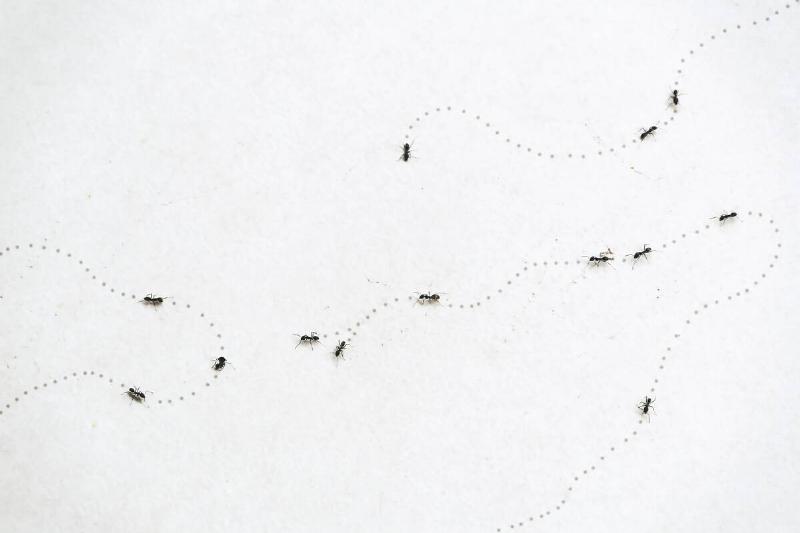 Ants walking on a white background with the trail traced out. 
