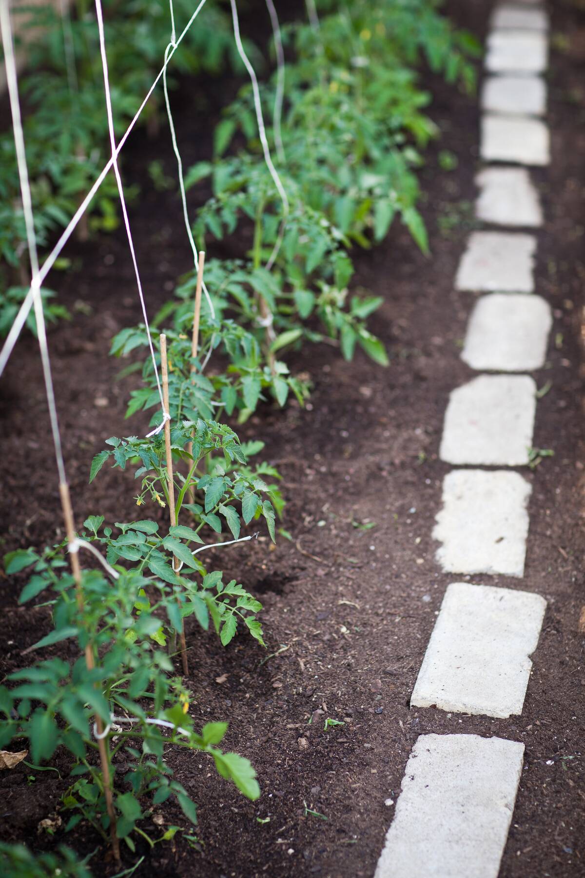 Close-up of a row in a garden. The line is marked with string, and paved stones run on the other side