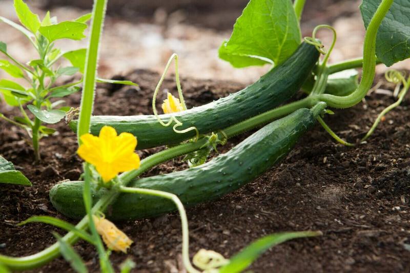 Two cucumbers growing on the vine
