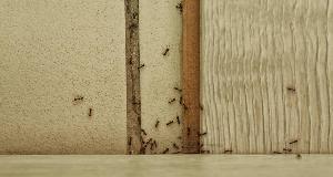 Pest Control Pros Say Squishing Ants Might Only Make Things Worse