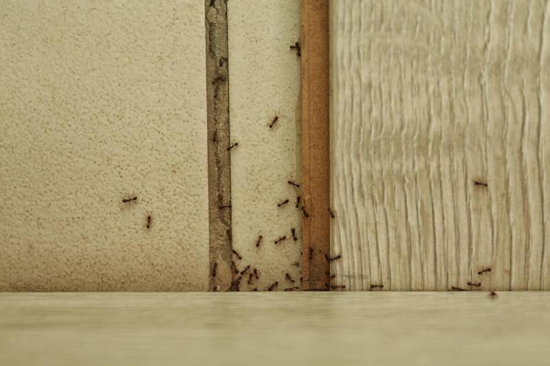 Ants climbing all over a wall. 