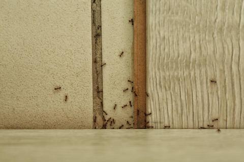 Ants climbing all over a wall. 