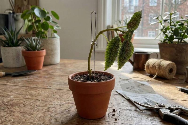 An unfolded paper clip holding up a plant. 