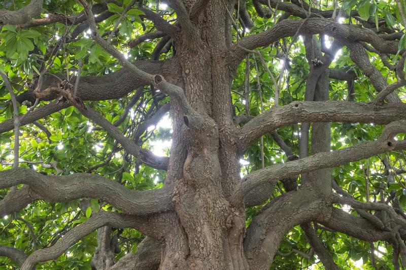 View of the trunk of a Southern Magnolia