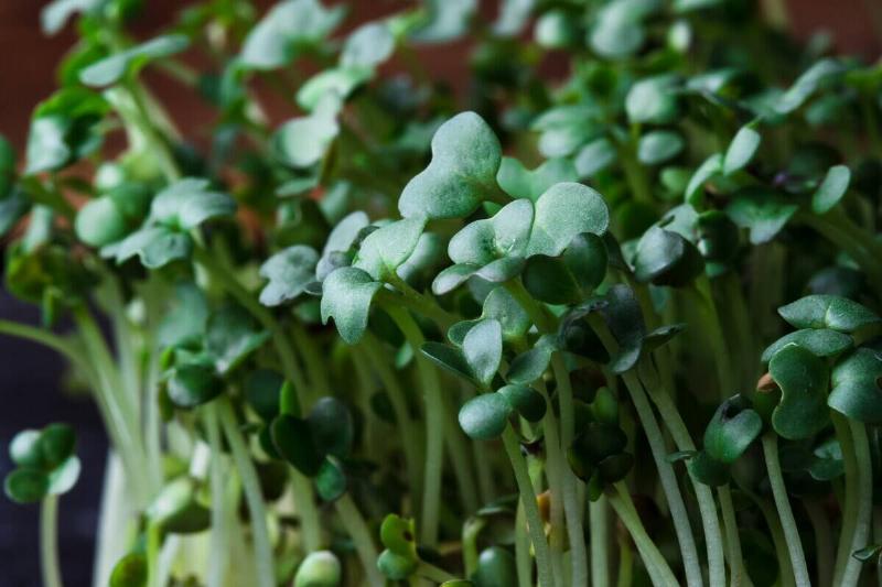 Close-up of raw sprouts
