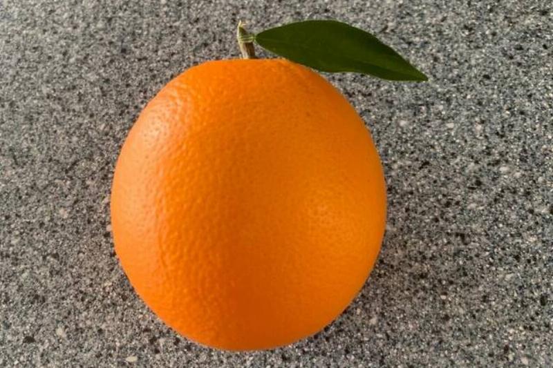 a-perfectly-shaped-orange-from-our-orange-tree-v0-vu9w46wdo2921