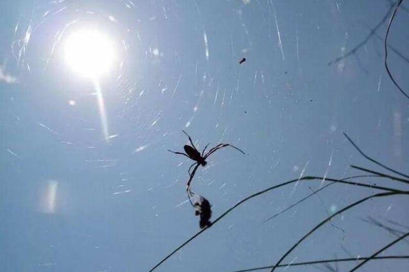 caught-the-sun-perfectly-behind-this-spider-and-its-web-v0-ztzlnyg5mbug1