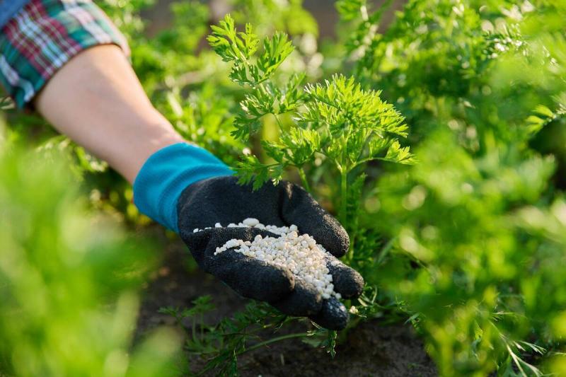 A hand putting salt in a garden. 