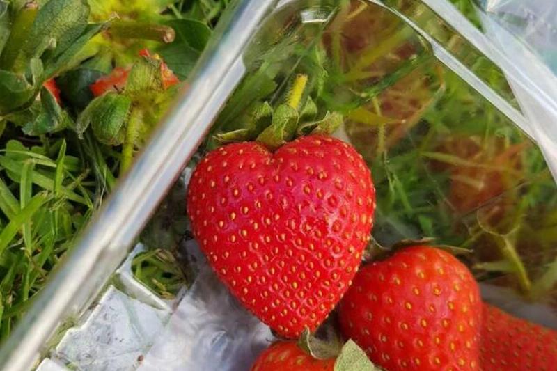 perfect-heart-shaped-strawberry-v0-4fq218o1zat01