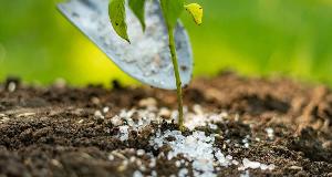 Salt Is A Natural Weed Killer, Here’s How To Use It Properly