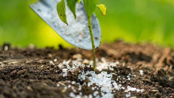 A spade putting salt around a young plant. 