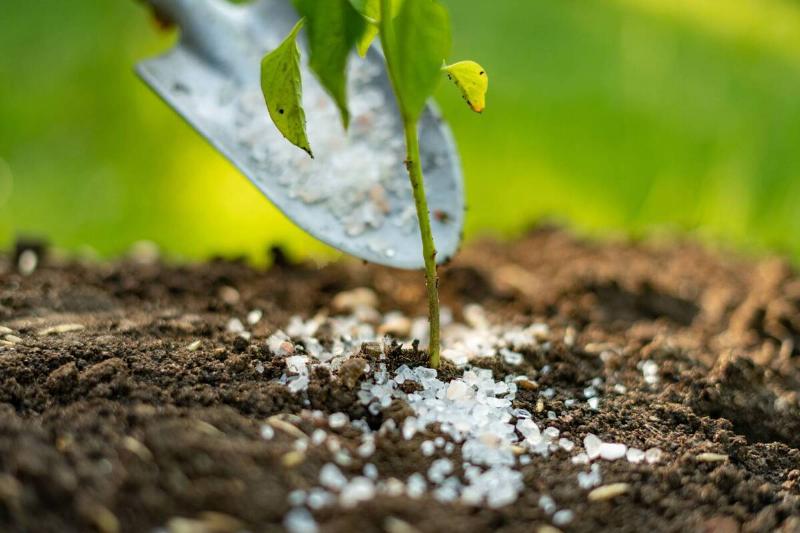 A spade putting salt around a young plant. 