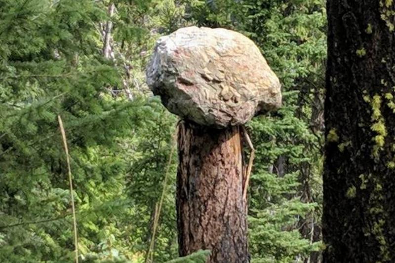 stumbled-across-this-rock-perfectly-sitting-on-an-8ft-stump-v0-8foknr4z62mf1
