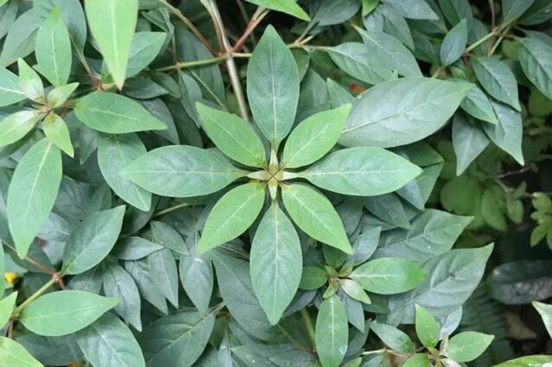 the-perfect-symmetry-of-this-plant-v0-op652h4wusa31