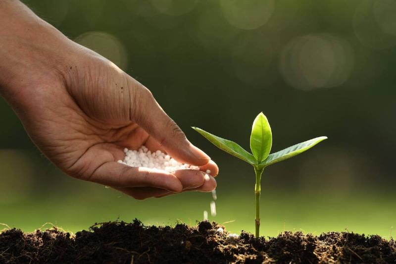 A person sprinkling salt around a young plant. 