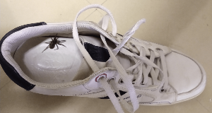 4 Sneaky Places Spiders Love Hiding in Your Home