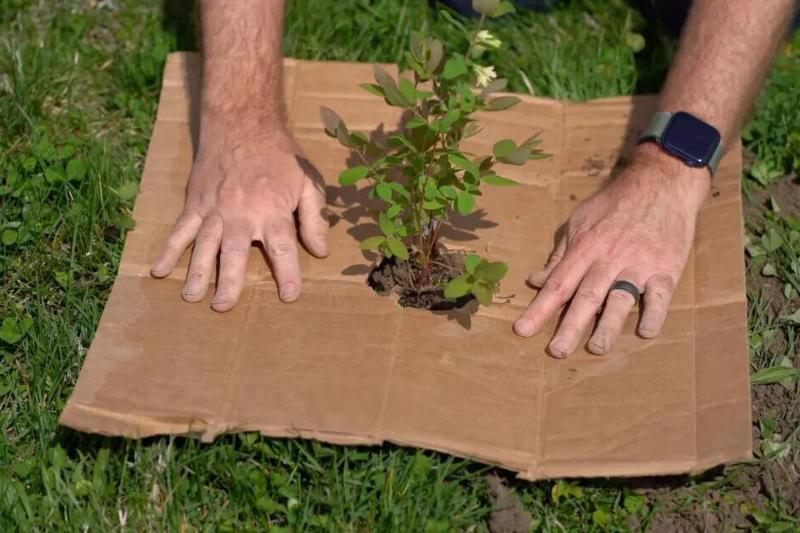 Hands putting cardboard around a small tree.