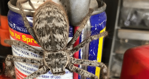 Why WD-40 Is Your Secret Weapon Against Spiders and Ants