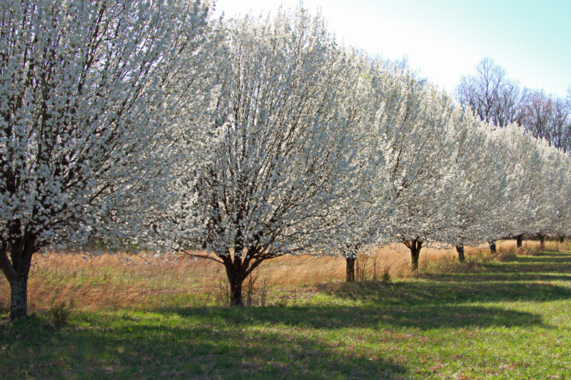A row of Bradford pear trees. 