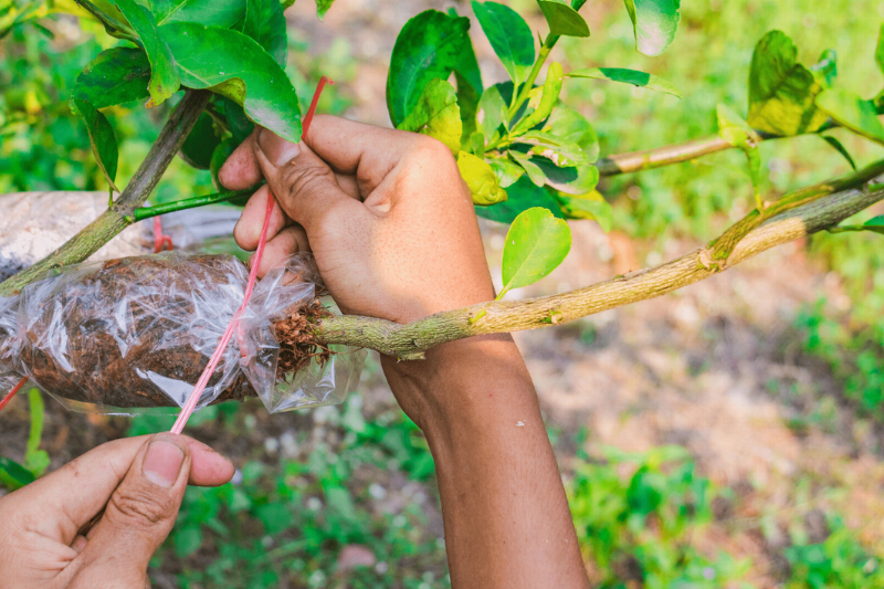 Hands tying a bag of dirt to a tree.