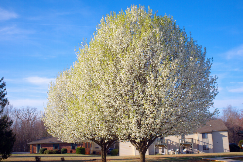 A Bradford pear tree. 