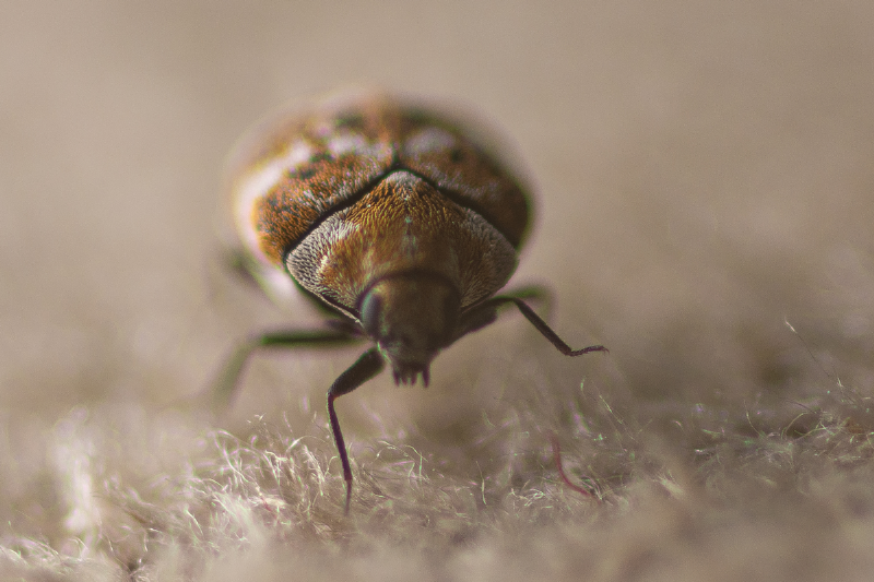 A carpet beetle close up. 