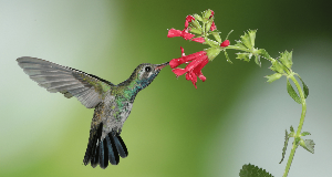 5 Flowers That Attract Hummingbirds to Your Garden