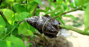 See A Bag Of Dirt Tied To A Tree? This Is What It Means