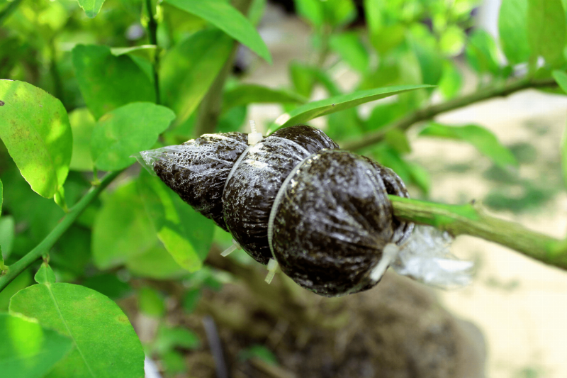 A bag of dirt tied to a tree.