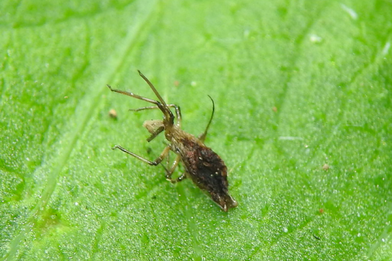 A springtail on a leaf. 