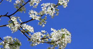 Planting This Fruit Tree Is Against The Law In Some States