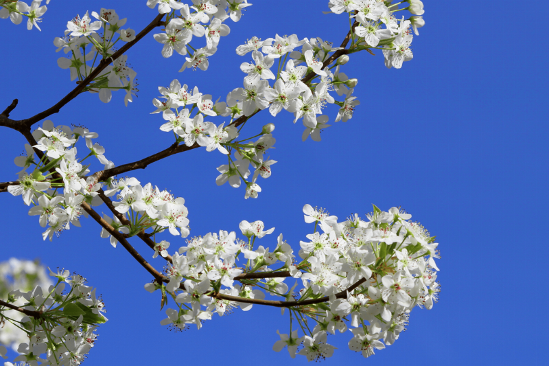 White flowers on a tree branch on a blue background. 