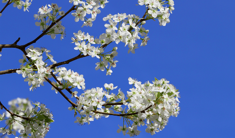 White flowers on a tree branch on a blue background. 