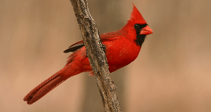 What It Means If Cardinals Often Appear In Your Life