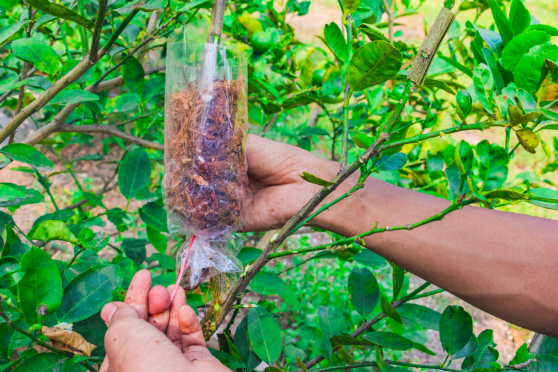 A bag of dirt in a tree.