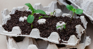 9 Creative Ways to Repurpose Items You’d Normally Throw Out