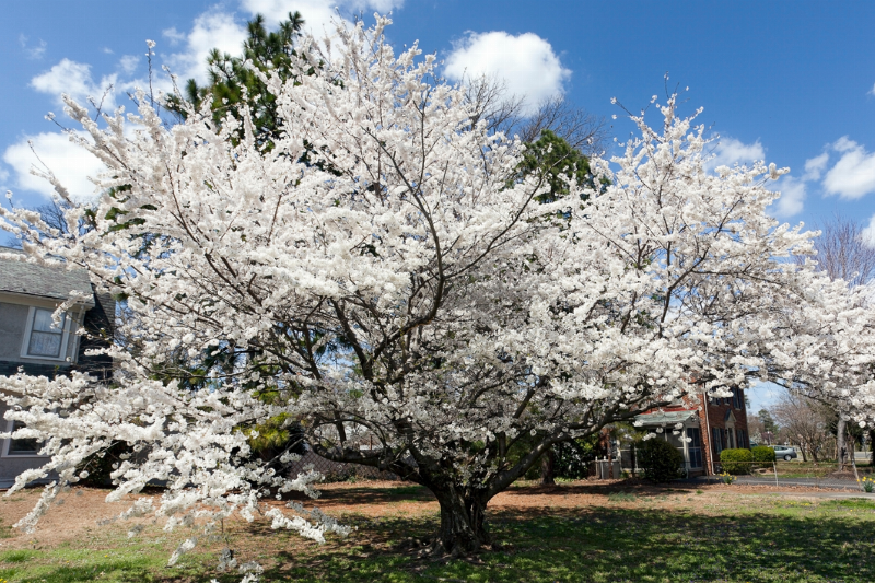 A tree with white flowers.